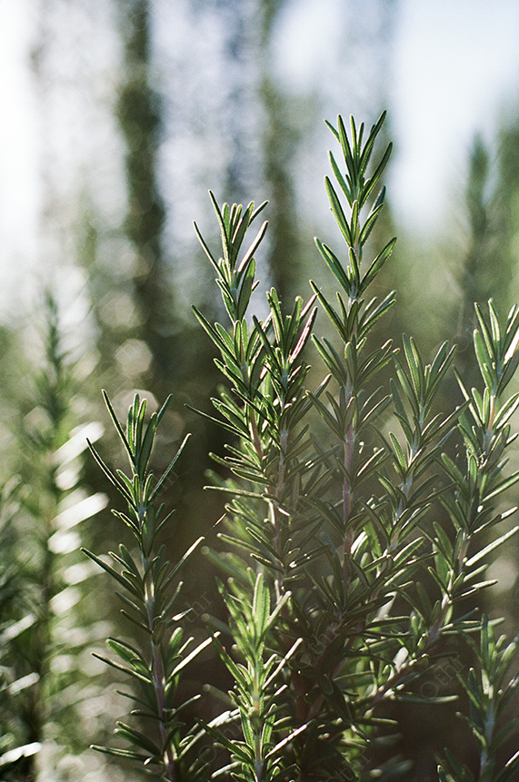 Close-Up of Rosemary Plant Leaves Backlit by Sunlight With Soft Background Bokeh