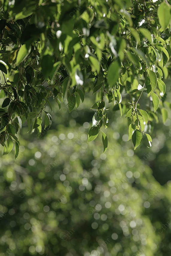 Green Leaves Hanging From Tree With Soft Focus Background and Circular Light Bokeh