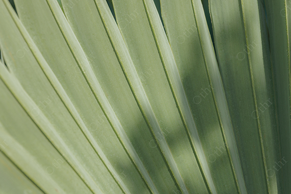 Close-Up of Palm Leaf With Linear Texture and Soft Green Tones