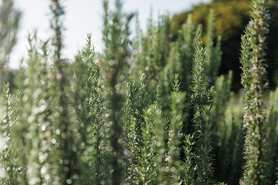 Rosemary Plants Growing in Garden With Soft Focus and Natural Light