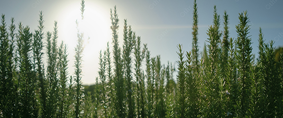 Rosemary Plants Backlit by Bright Sunlight With Soft Sky and Natural Glow