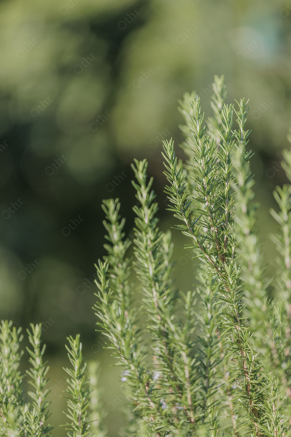 Close-Up of Rosemary Stems With Soft Green Background and Shallow Depth of Field