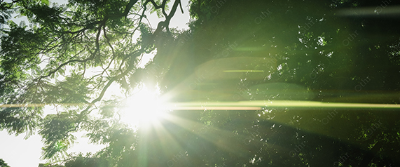 Sunlight Streaming Through Green Tree Canopy With Lens Flare and Bright Sky