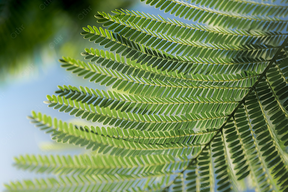 Close-Up of Green Fern Leaves With Sunlight and Soft Blue Sky Background