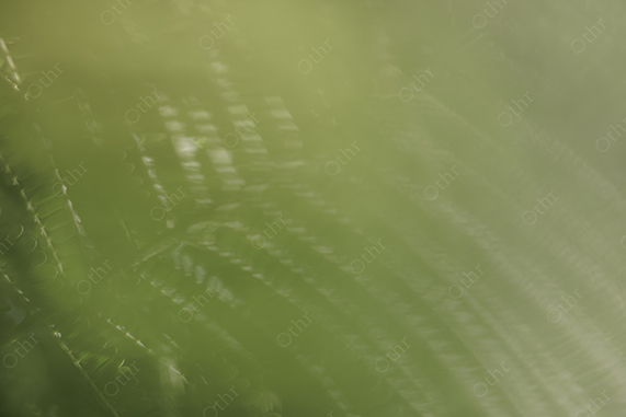 Abstract Blurred Green Foliage With Soft Light and Motion Texture