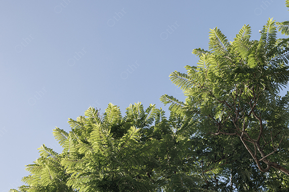 Tree Canopy Against Clear Blue Sky With Sunlit Green Leaves