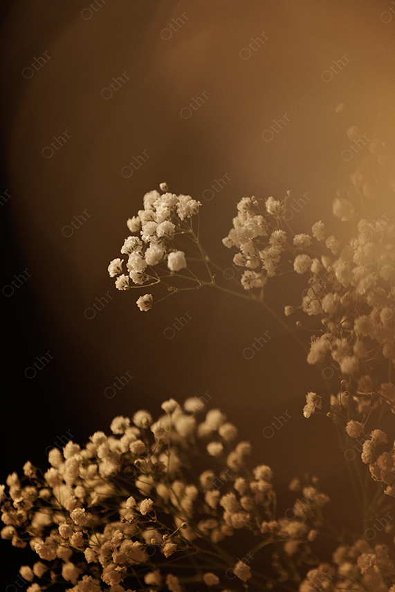 Warm Light Illuminating Delicate White Baby's Breath Flowers With Soft Shadow Background