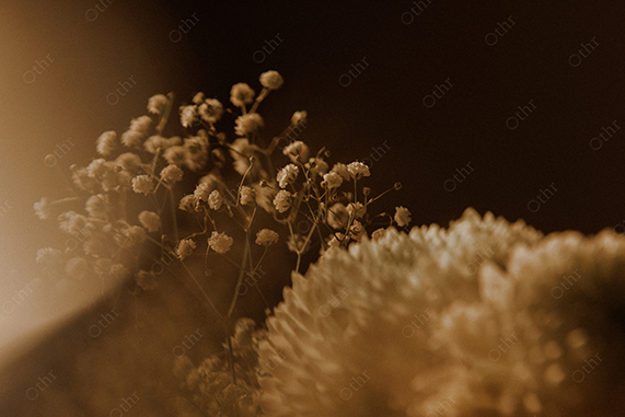 Warm Toned Close-Up of Dried Flowers With Soft Light and Shallow Depth of Field