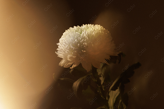 White Chrysanthemum Flower in Warm Light With Soft Focus Background