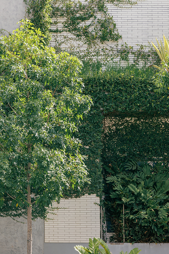 Green Trees and Climbing Plants Against White Brick Wall in Outdoor Garden Setting