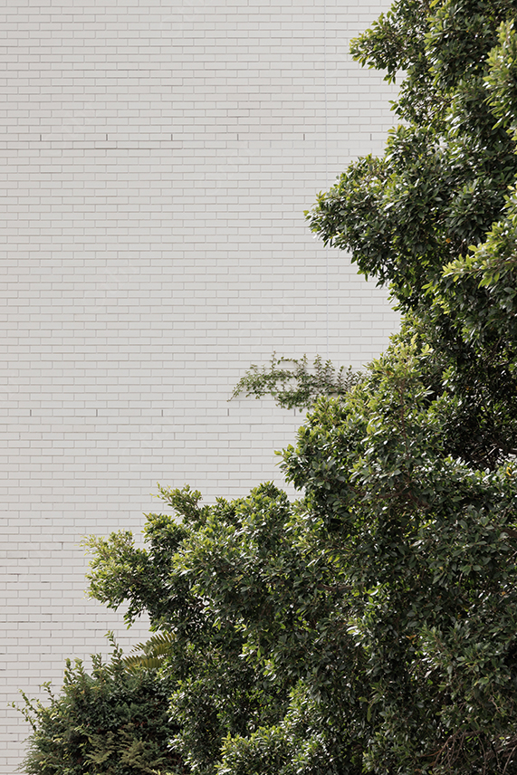 Dense Green Foliage Against White Brick Wall With Natural Outdoor Lighting