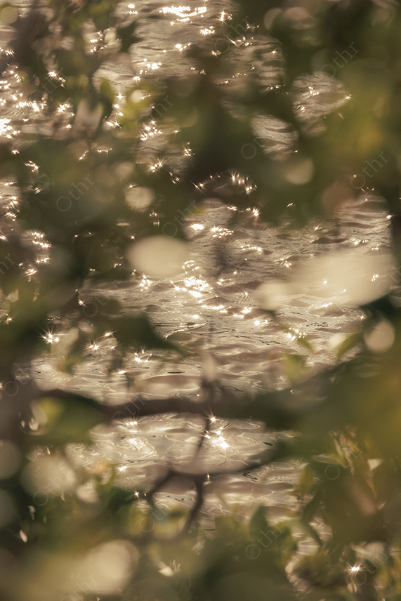 Sunlit Water Seen Through Blurred Leaves Creating Soft Bokeh and Warm Highlights