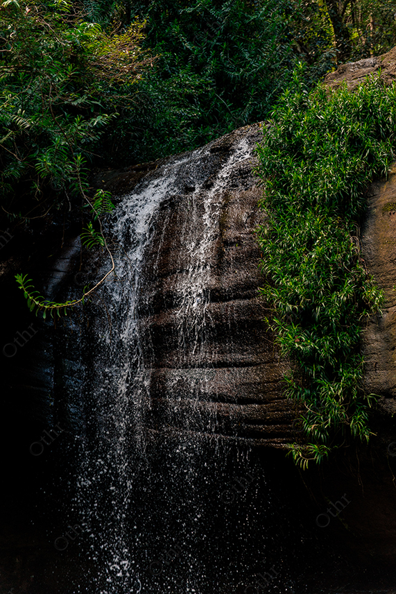 Small Waterfall Flowing Over Rock Surrounded by Green Plants in Natural Setting