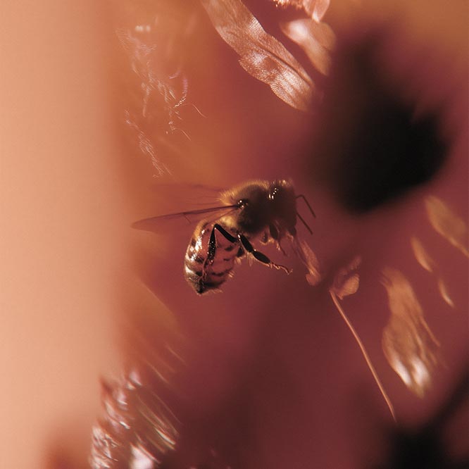 Animals & Insects